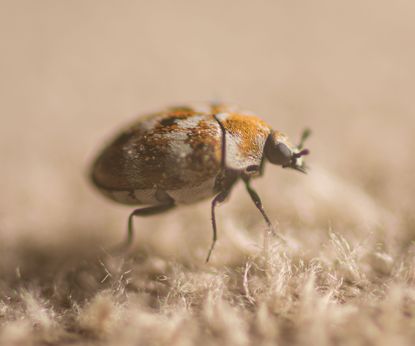 How to get rid of beetles inside your house | Homes and Gardens