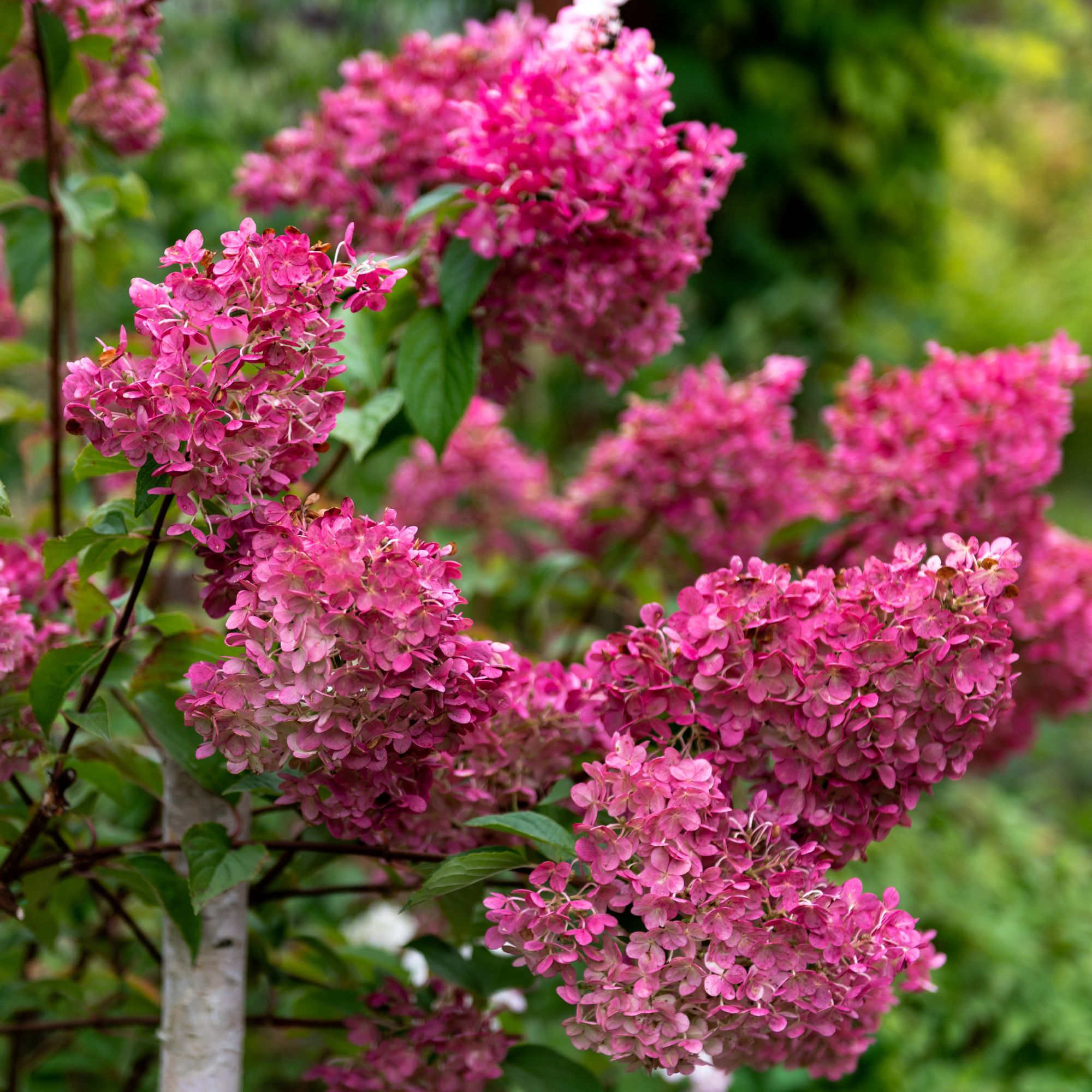 pink autumn hydrangeas