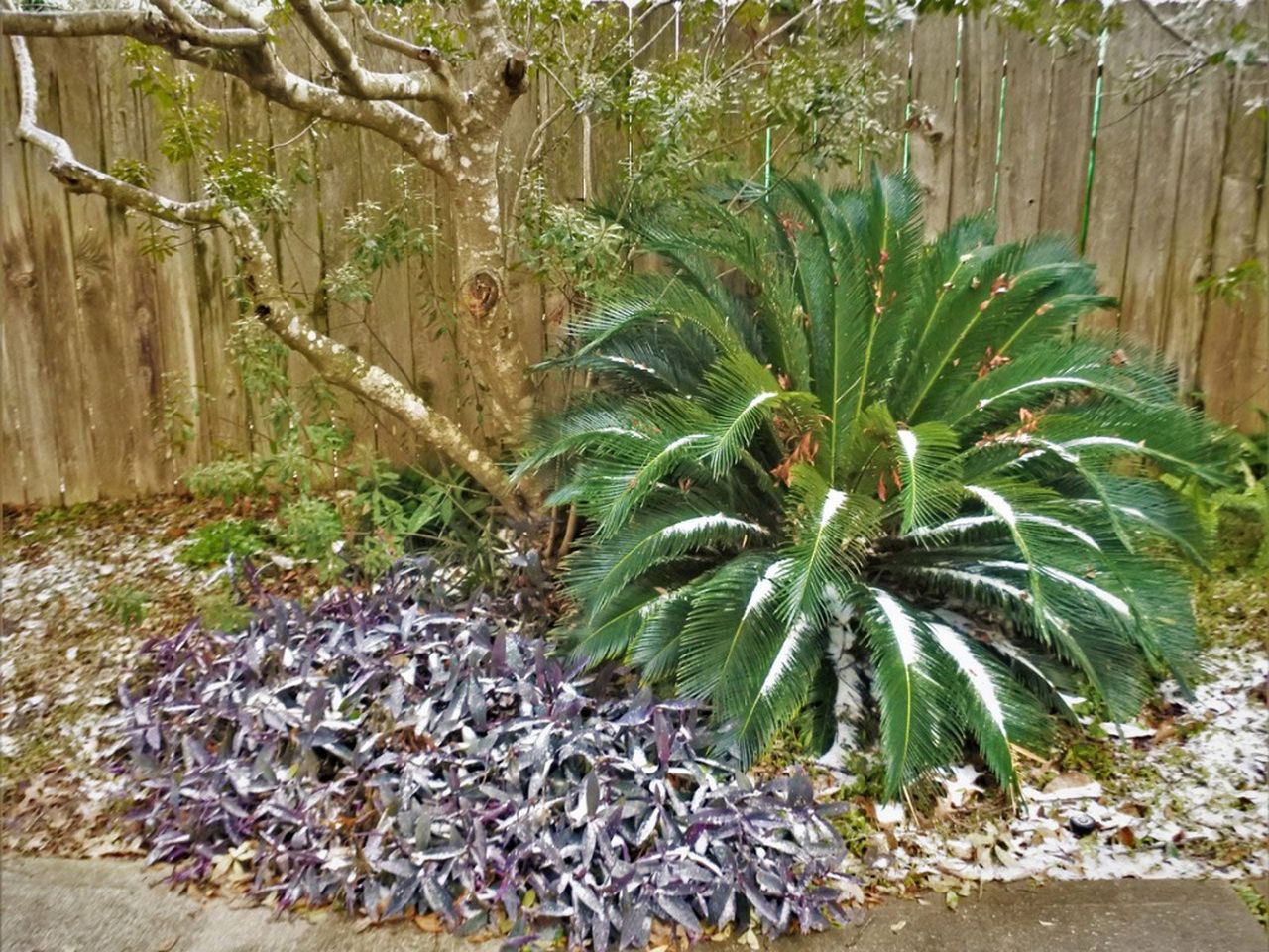 Sago Palm Covered In Snow