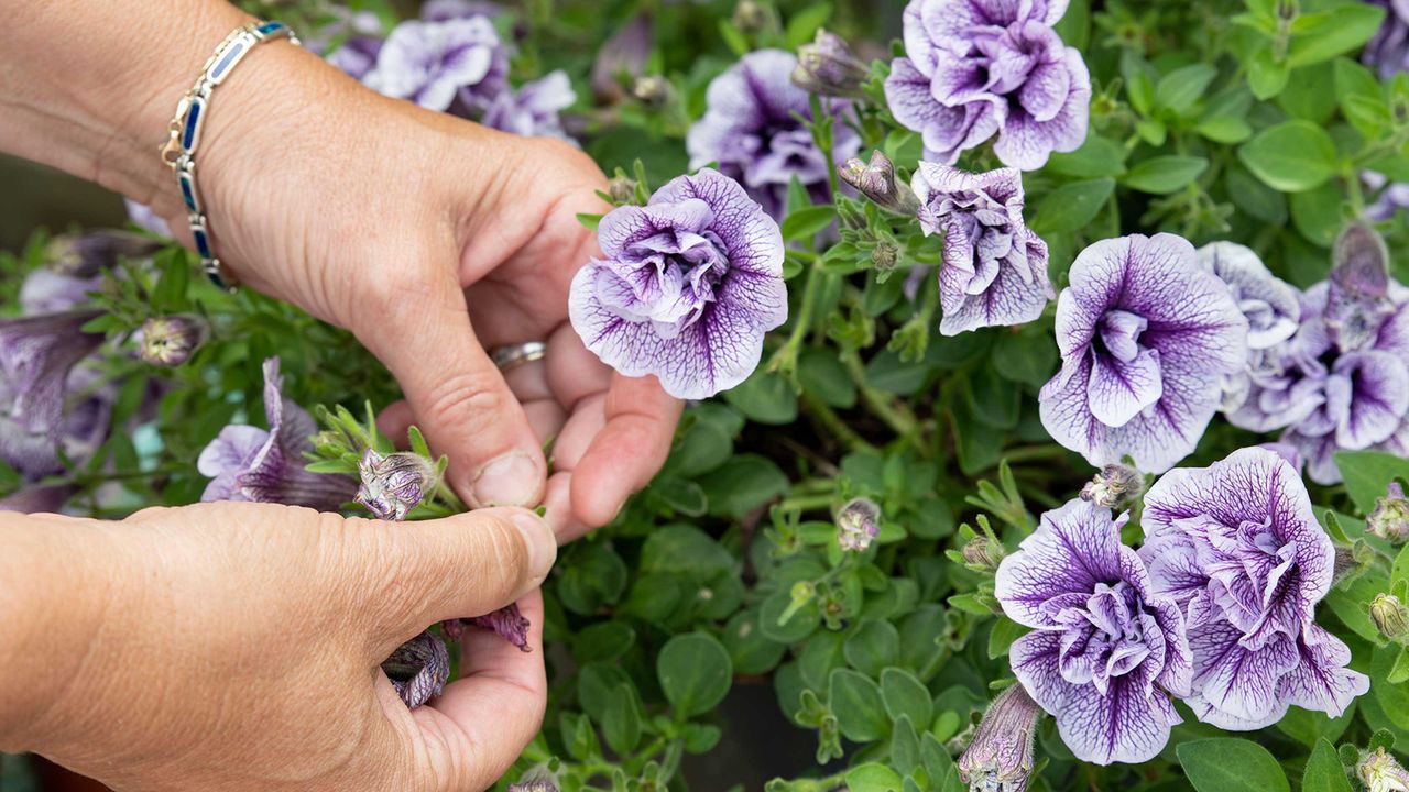 purple petunias