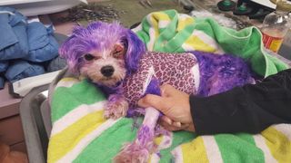 Violet, a dog in Florida, was found with most of her fur dyed purple, which caused burns and other injuries.