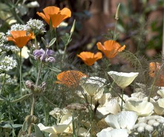Orange and white poppies in a border