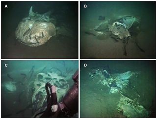 A shows the what's left of a whale shark off the coast of Angola. B, C and D show the bodies of mobulid rays found nearby.