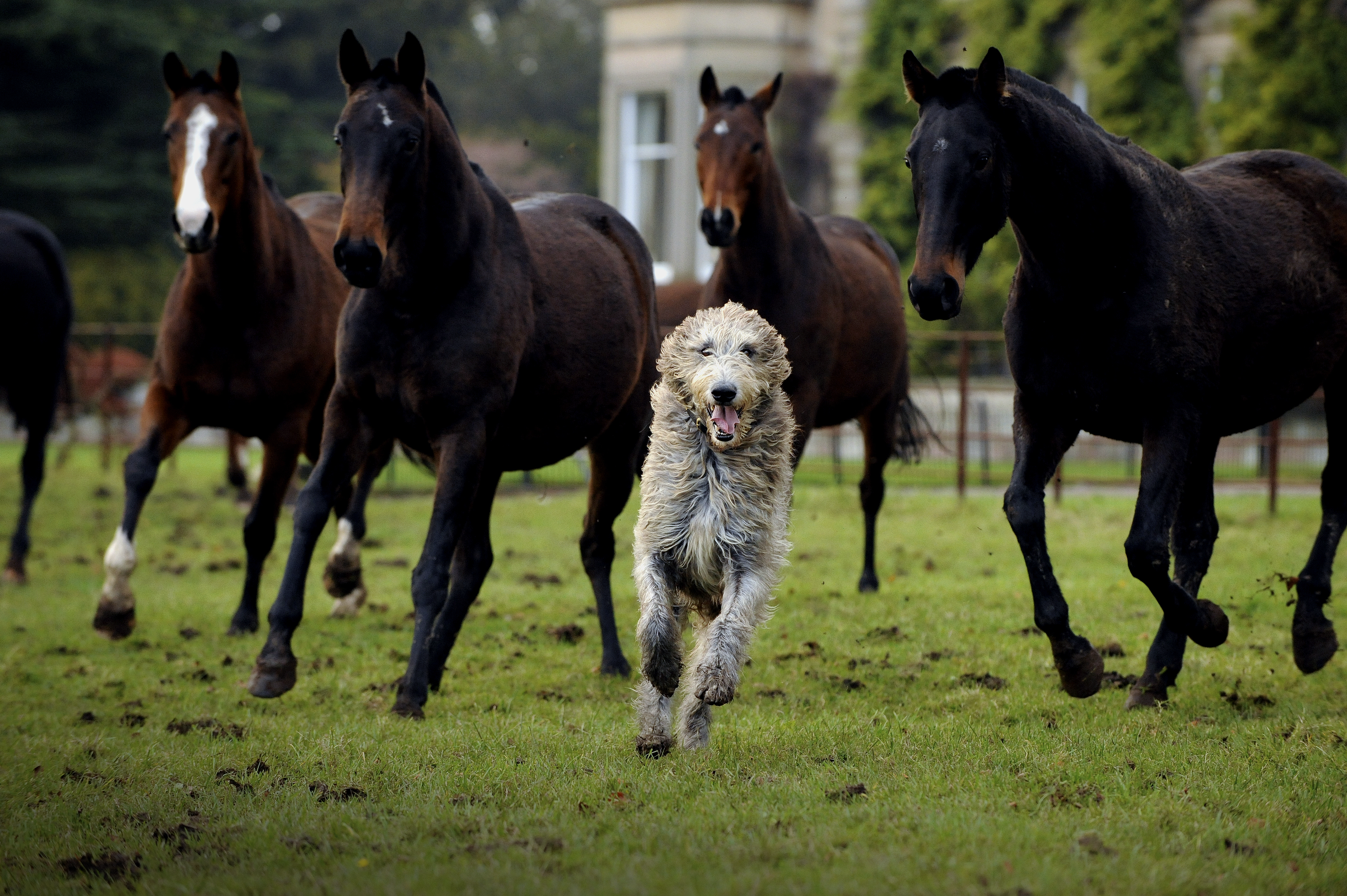 A joyful Irish Wolfhound runs across a grassy paddock surrounded by a group of dark brown horses. The dog is slightly muddy and full of energy, its tongue out and ears flopping mid-stride. The horses trot behind with attentive expressions, and a large country house is visible in the blurred background.Ask ChatGPT