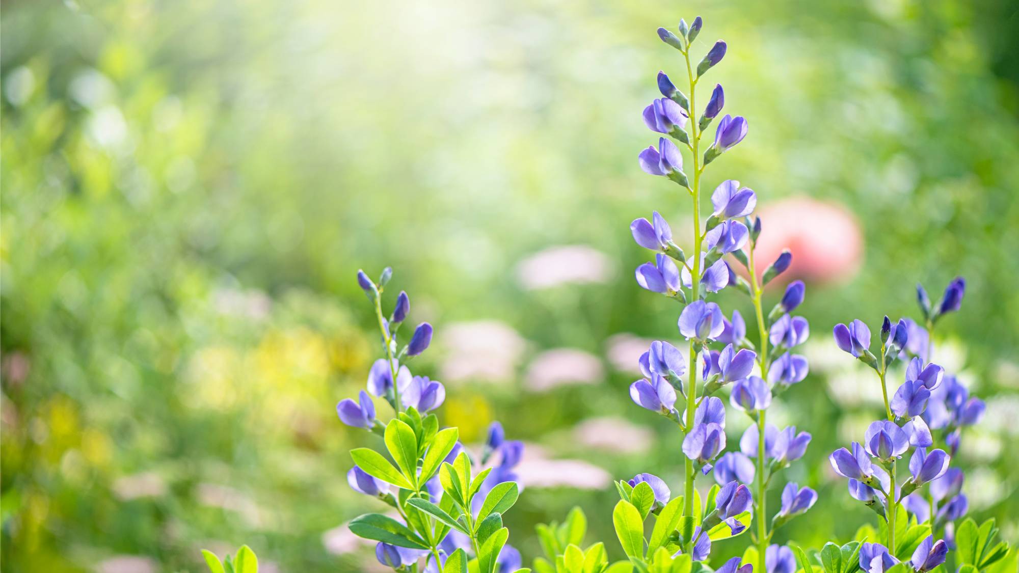 Blue false indigo blooms