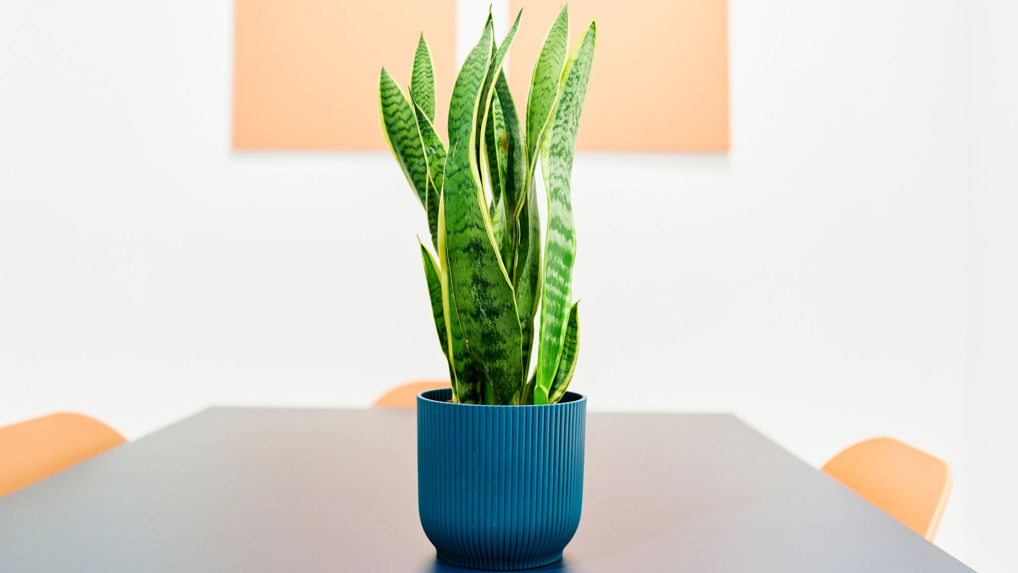 Snake Plant Care Made Easy: Ultimate Growing Guide | Gardening Know How