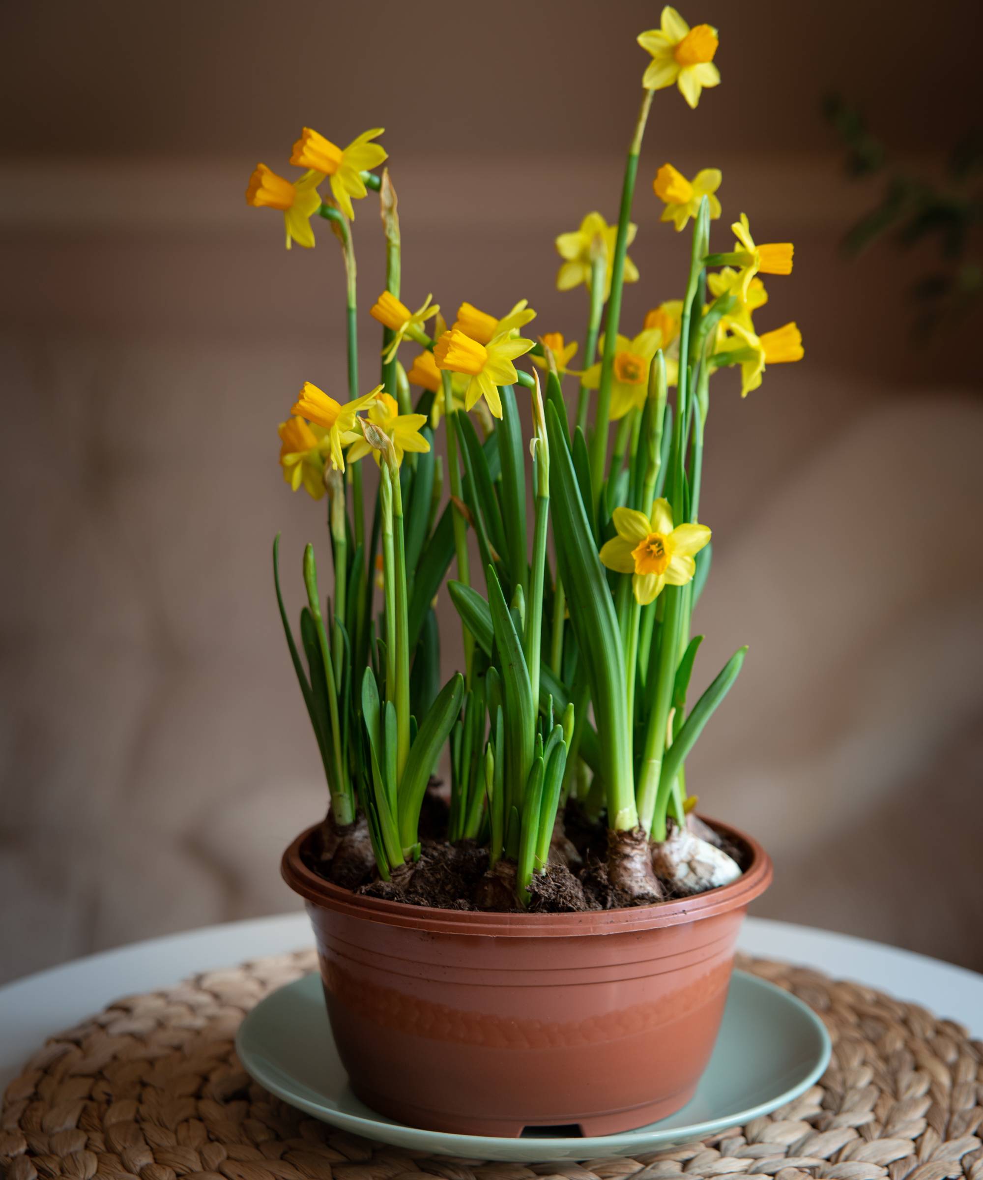 Forced daffodil bulbs growing in a pot