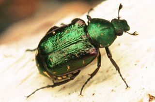 Noble Chafer beetle