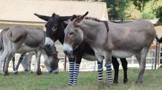 DonkeySocksPMCreditTheDonkeySanctuary.jpg