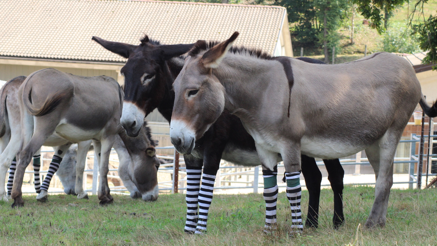 DonkeySocksPMCreditTheDonkeySanctuary.jpg