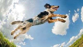 Easy ways to teach your dog new tricks — dog jumping with the sky behind it 