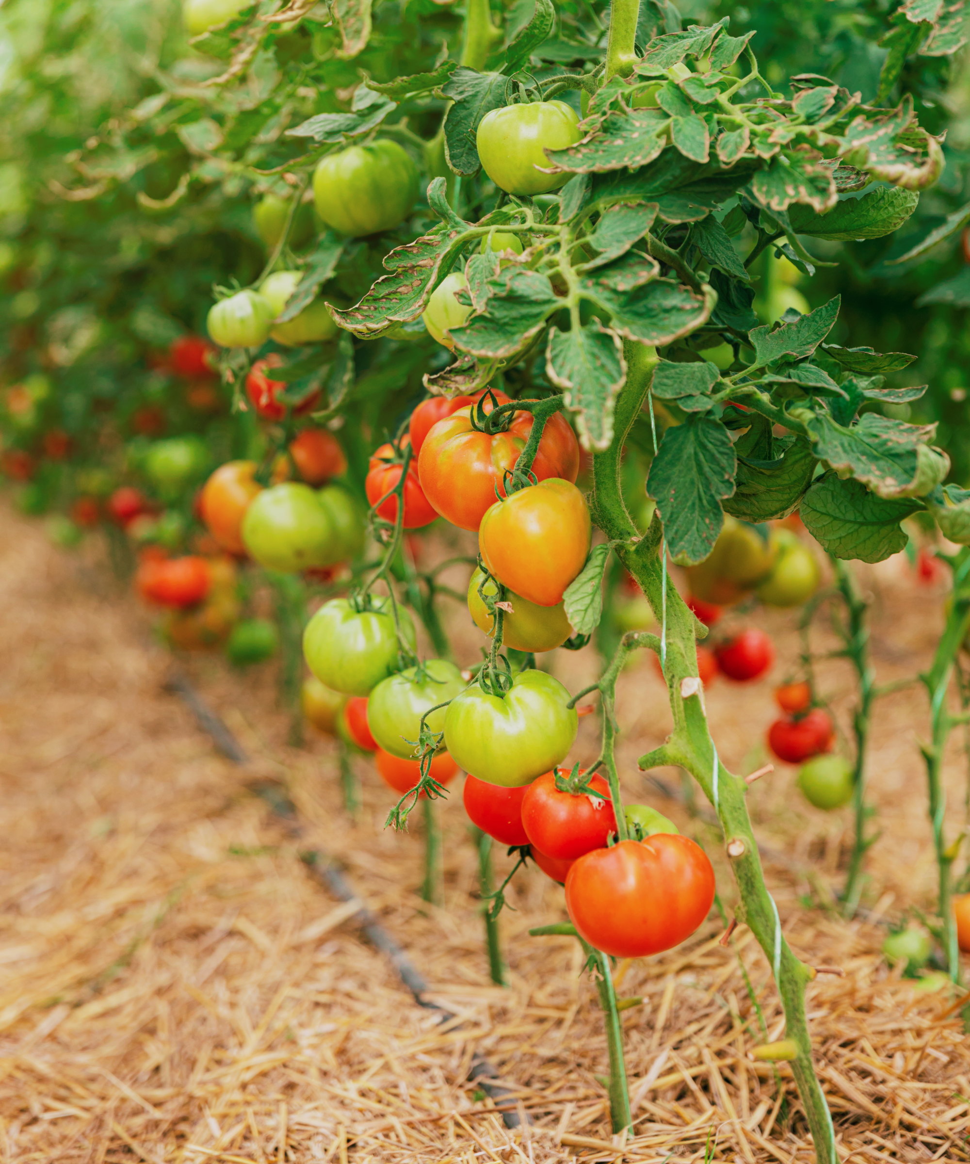 Red and green tomatoes growing on plants surrounded by straw mulch