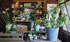 attractive shelves in a potting shed