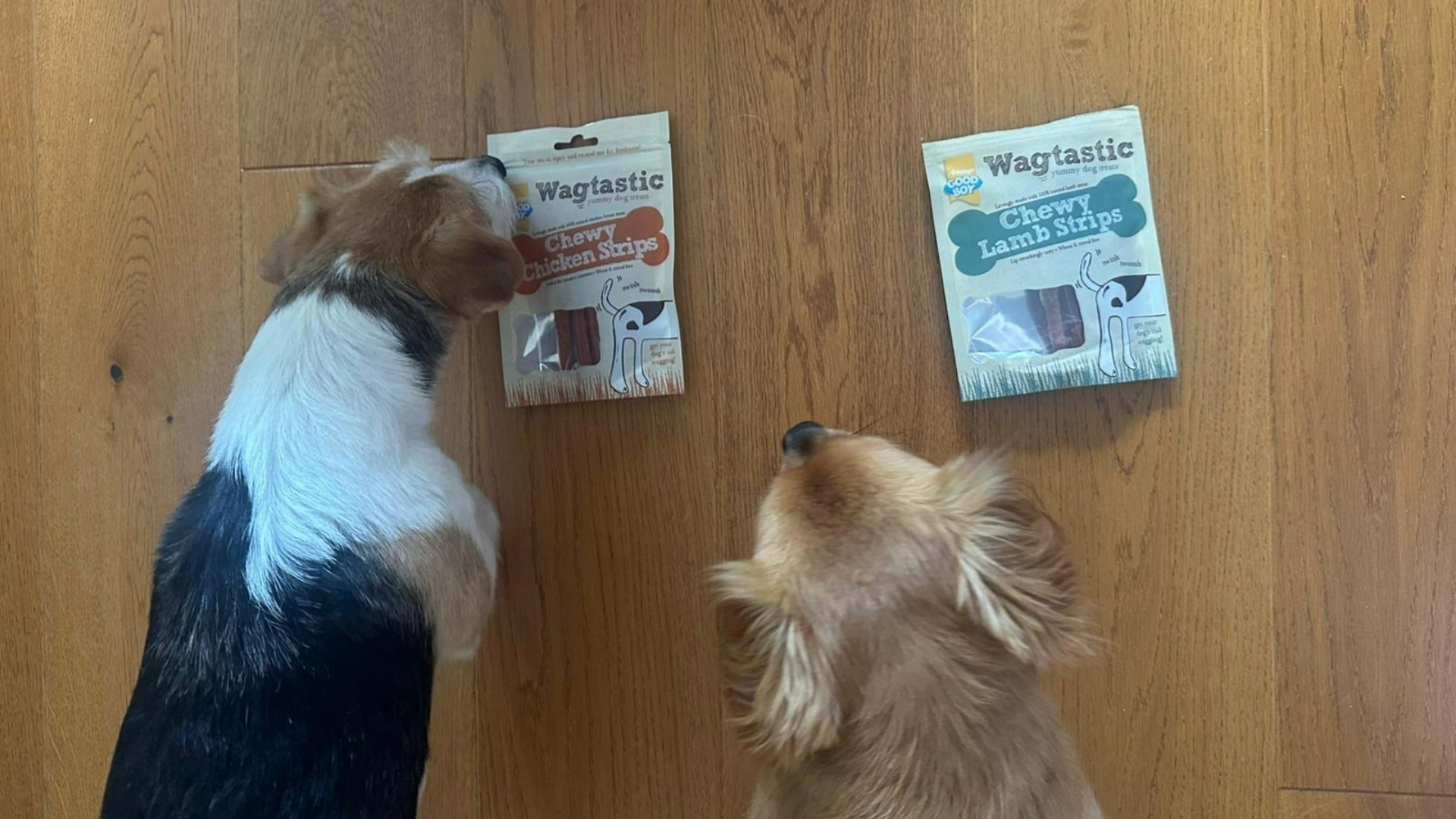 Birdseye view of the Wagtastic chew packets on the floor and Chloe's dogs approaching them
