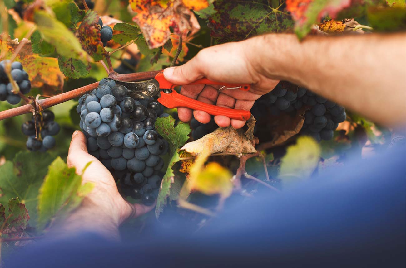 Utiel-Requena producers