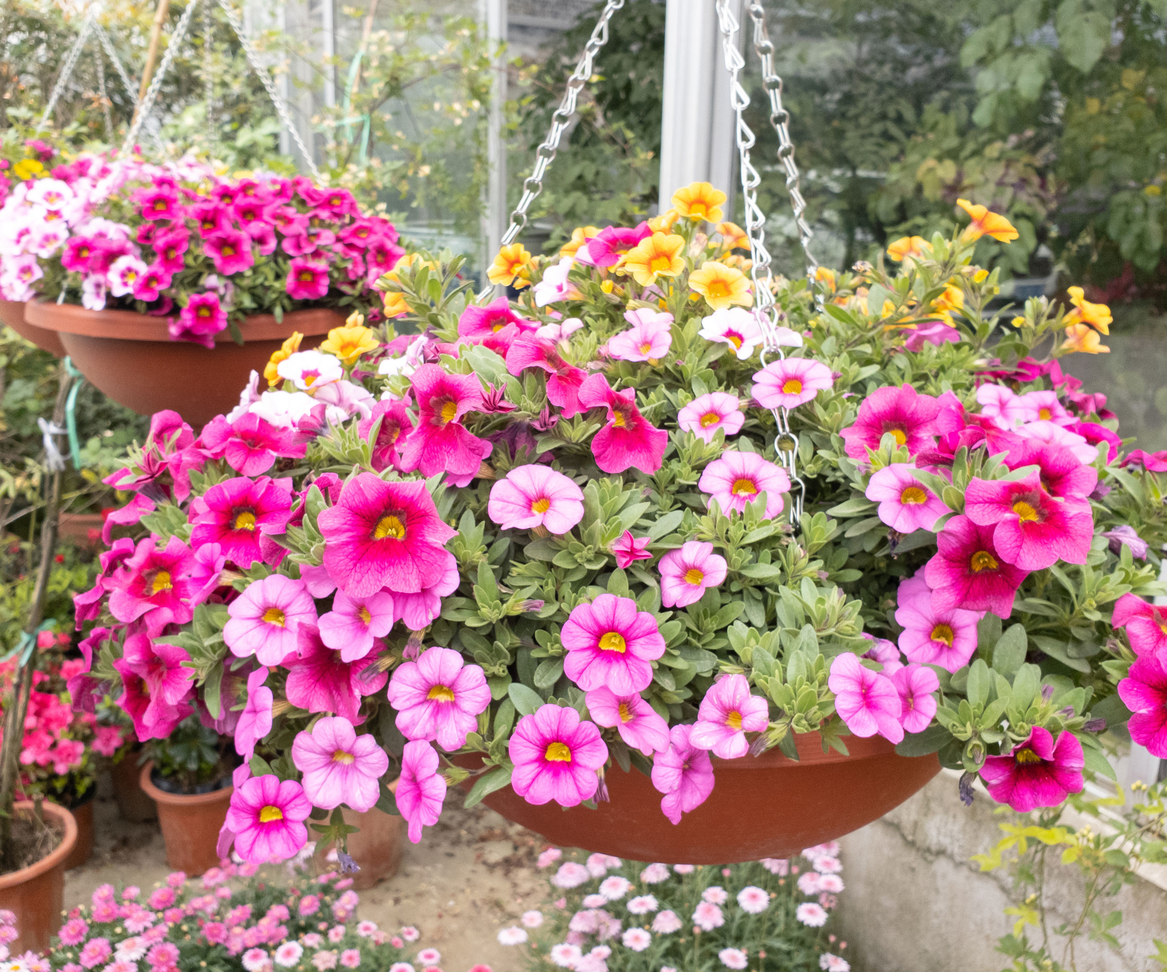 low hanging basket of pink calibrachoa flowers