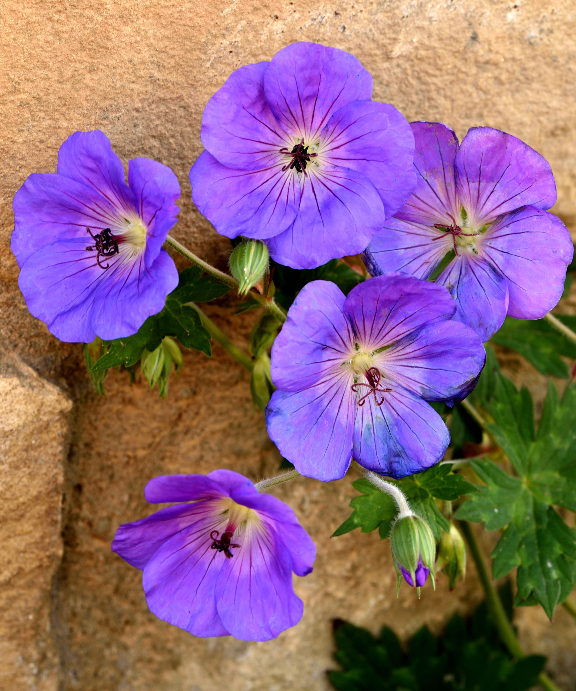purple hardy geranium Rozanne flowers growing in stone wall