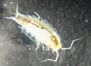 This crustacean from the Alpioniscus species, just 8 millimeters long, was discovered in the Sa Grutta caves in Italy.