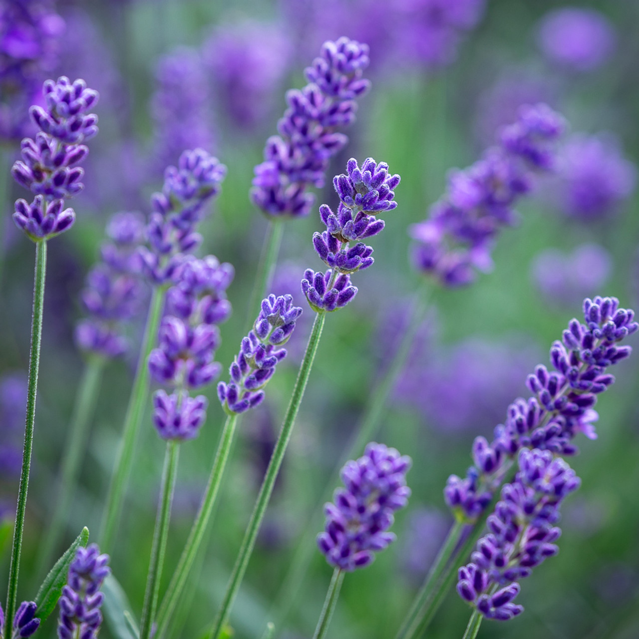 Lavandula Angustifolia 'superblue'