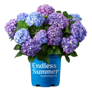 A blue pot of live hydrangeas