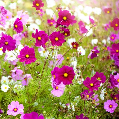 mixed pink and white cosmos flowers in summer display