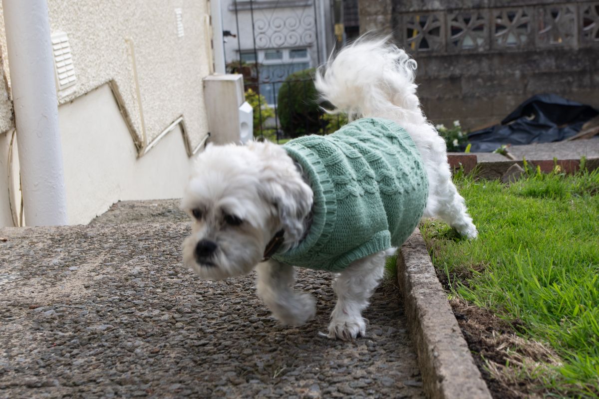 Dog running across garden captured on Pentax KF