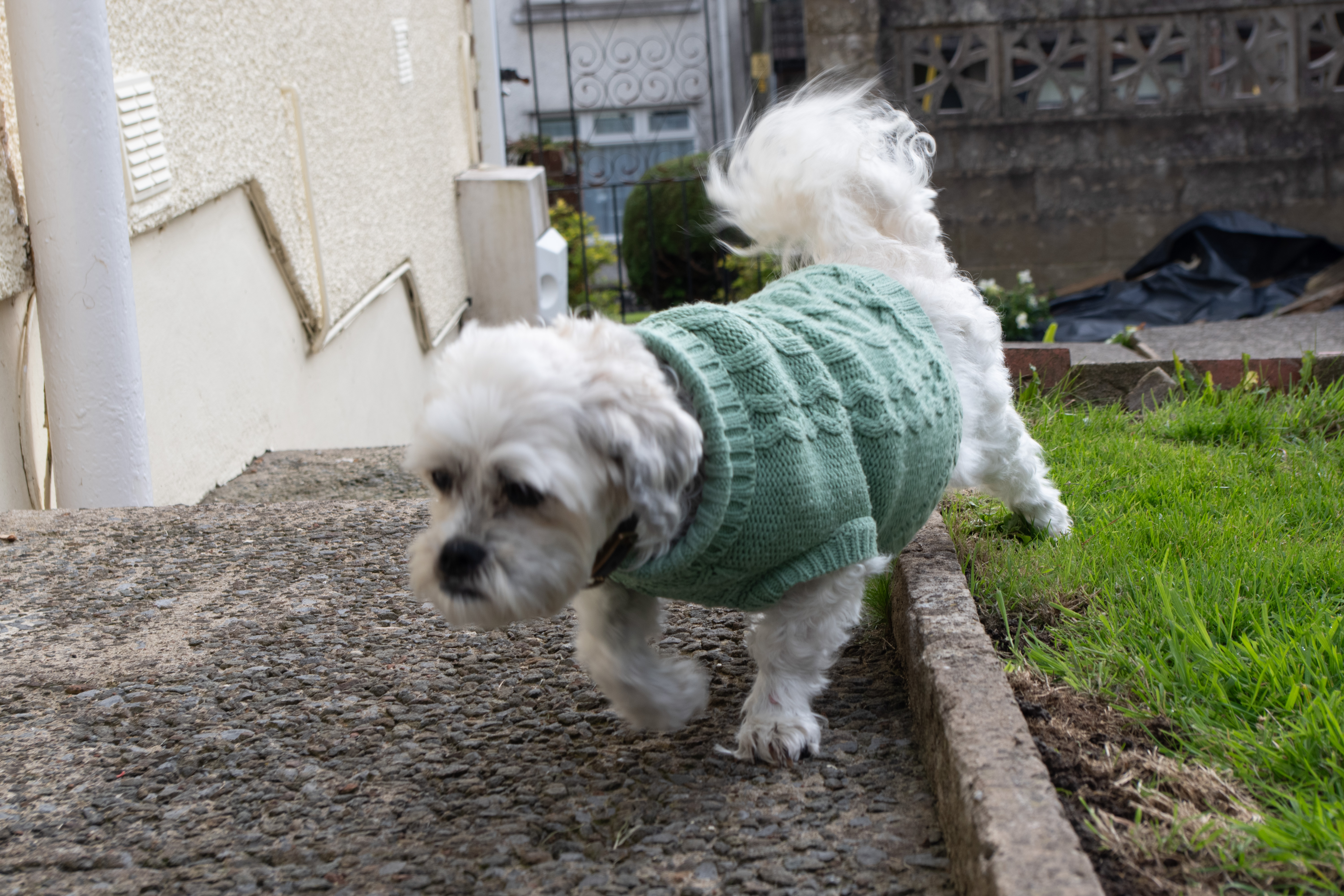 Dog running across garden captured on Pentax KF