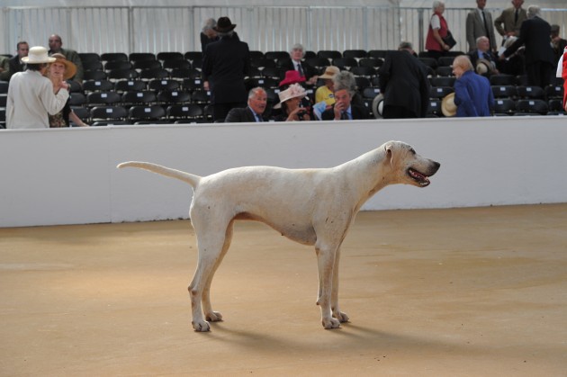 Peterb. Foxhound Show 22.07.15