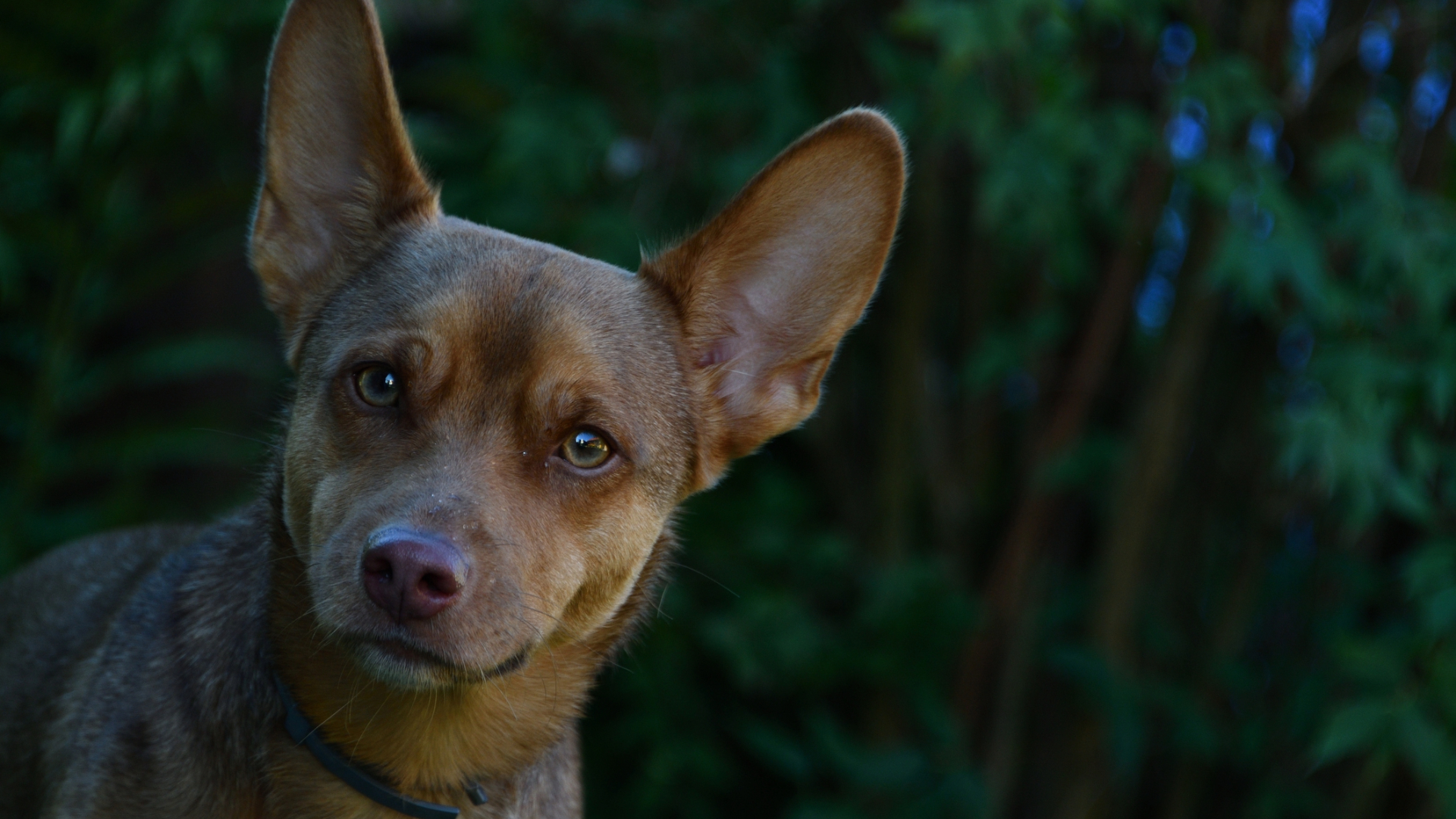 A dog with large ears listening intently to something