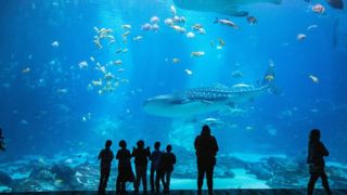 Georgia Aquarium virtual tours