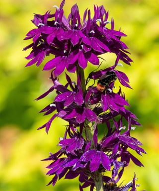 Lobelia x speciosa ‘Hadspen Purple’ in bloom