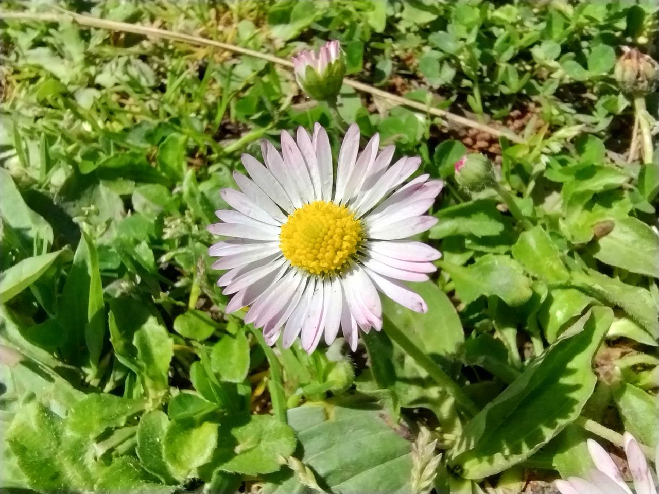 Moto G Stylus 5G (2022) camera sample
