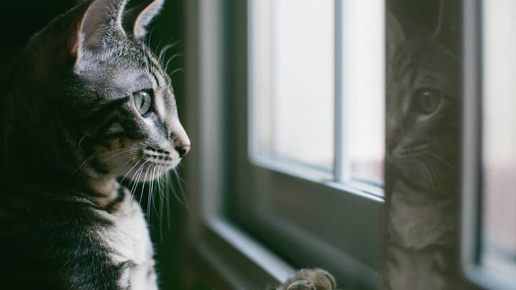 Indoor vs outdoor cats: Do cats need to go outside? | PetsRadar