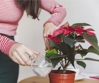 Watering poinsettia