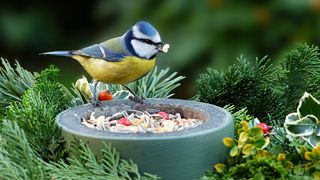 What to feed birds from the kitchen: Blue tit eating seeds from a dish