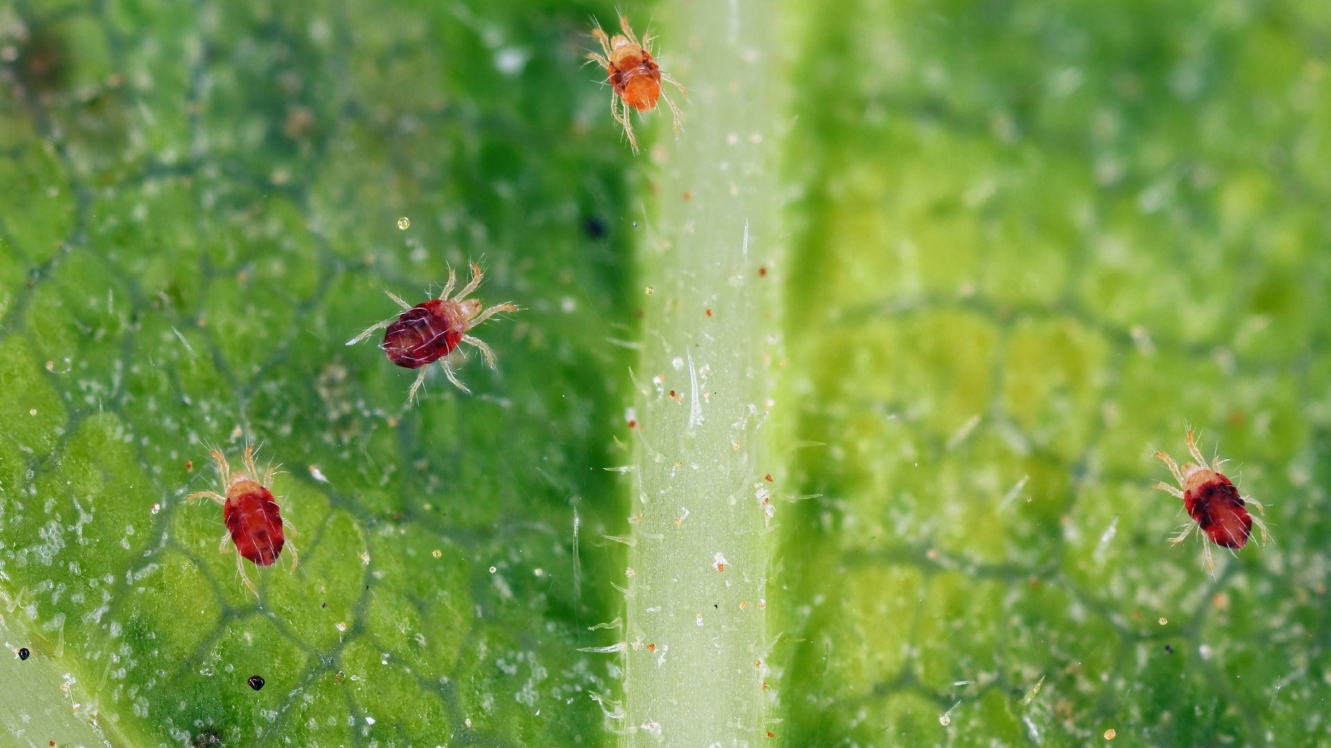 picture of spider mites on underside of leaf