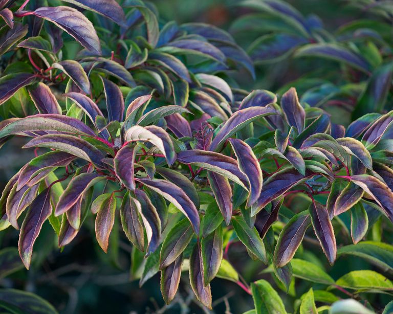 Types of viburnum 16 evergreen and deciduous varieties for your plot