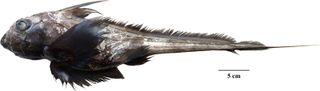 Side profile of the new species of ghost shark found in Thailand; brown skin, feathered fins and a long rat-like tail.