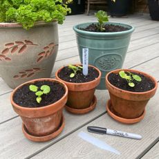 Potted plants with labels made from plastic bottles