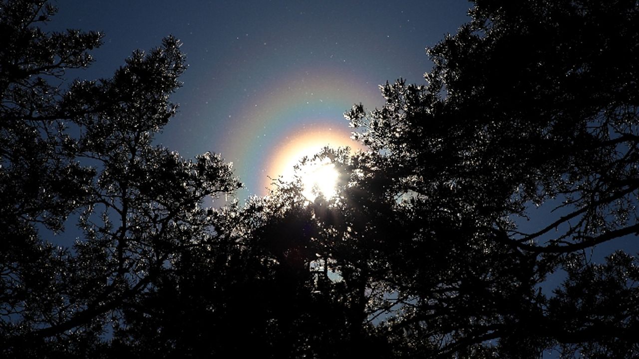 The sun and rainbow rings obscured by a different tree