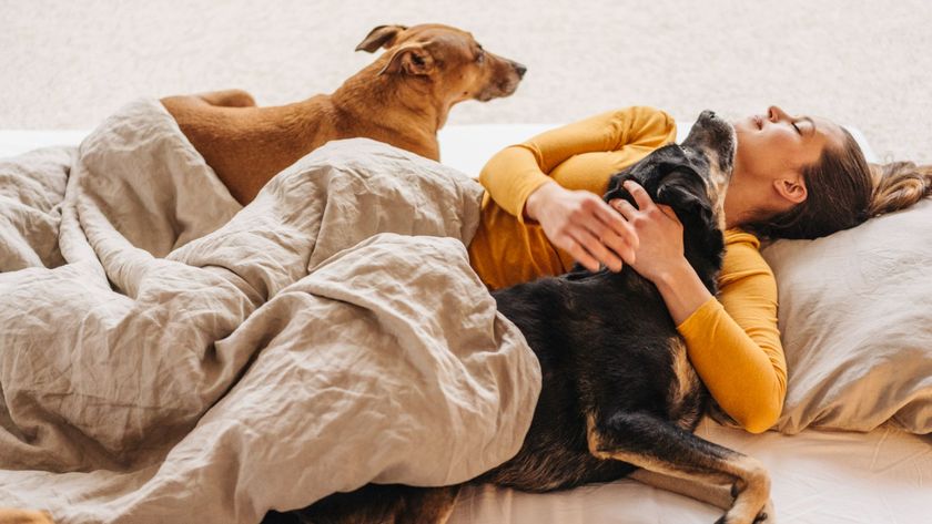 Woman in bed with two dogs