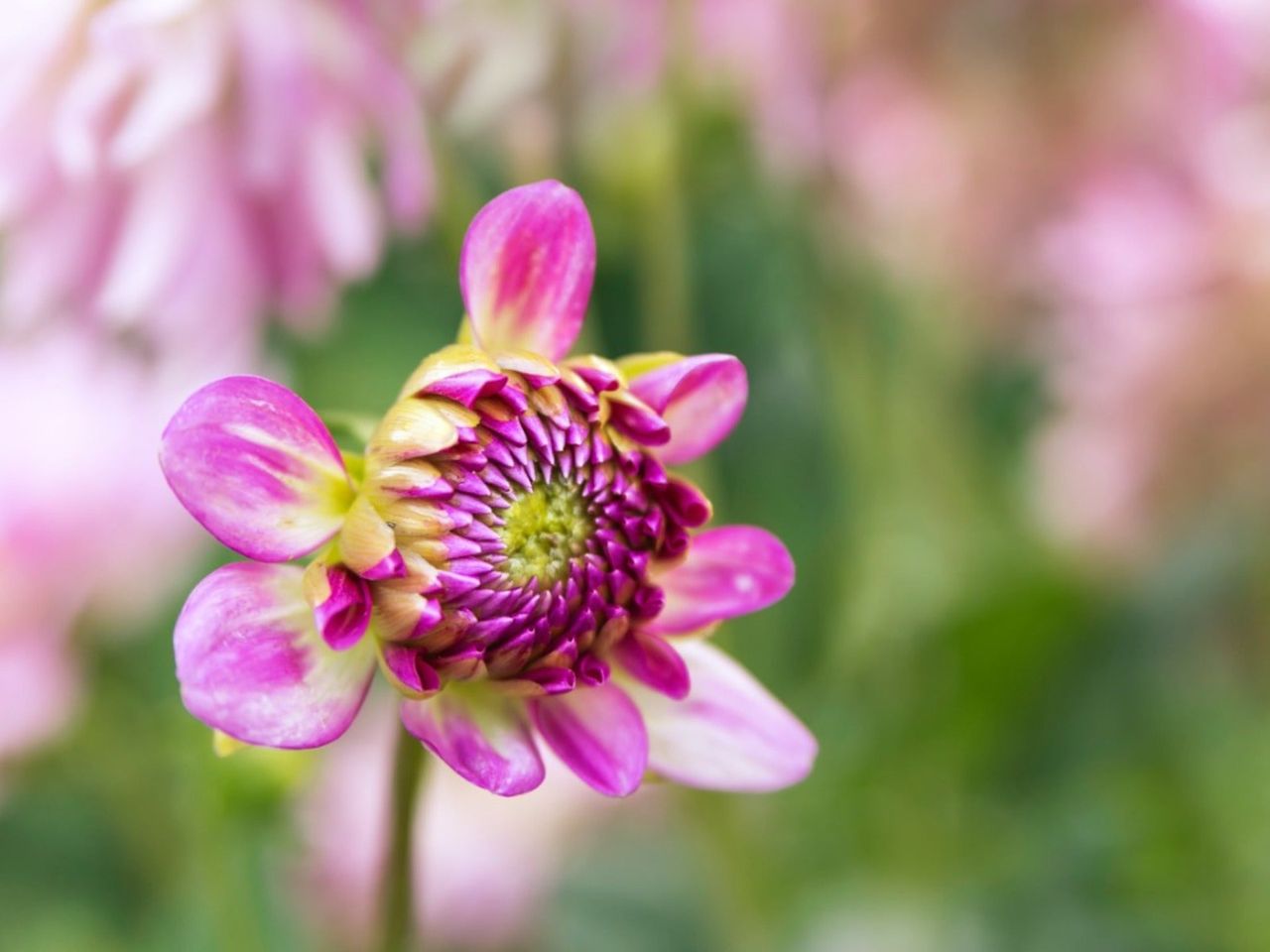 A pink dahlia flower beginning to bloom