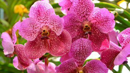 several pink orchid flowers