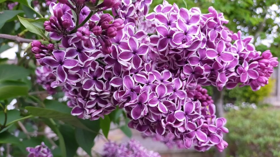 How to prune lilacs and when to do it Tom's Guide