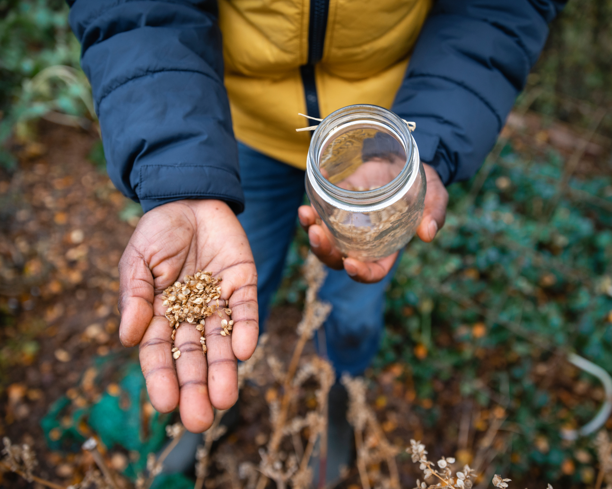 Gardener collecting red orach seeds in garden