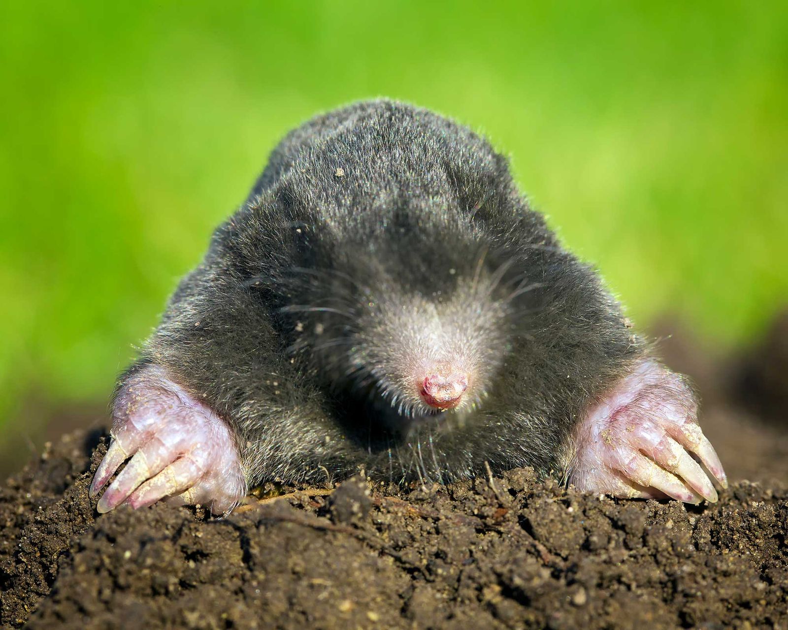 How to get rid of moles in your yard: 5 non-lethal ways | Gardeningetc