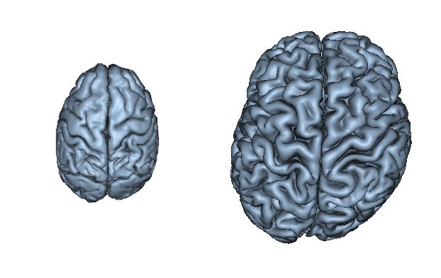 chimpanzee and human brains