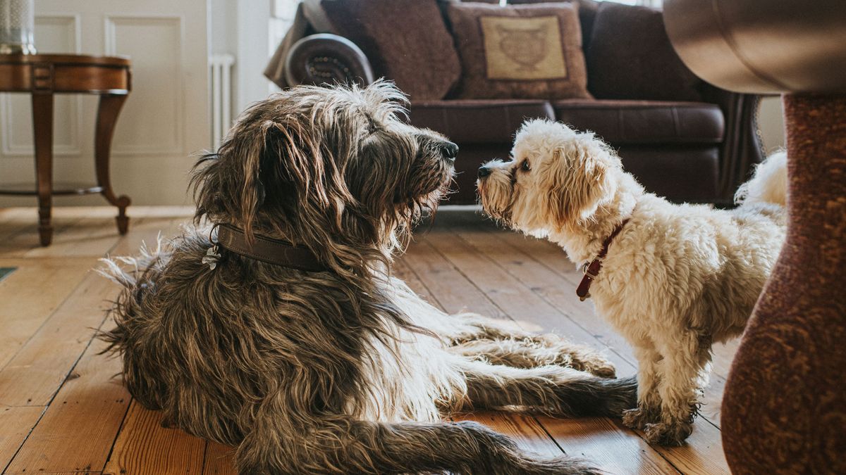 Dogs sniffing each other