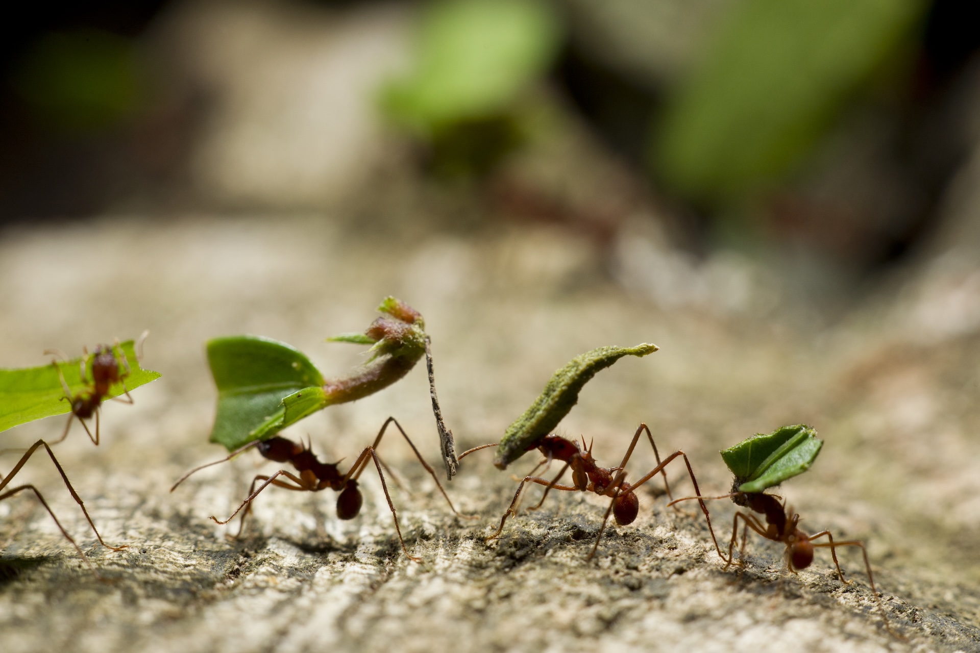 a group of leafcutter ants carries leaves