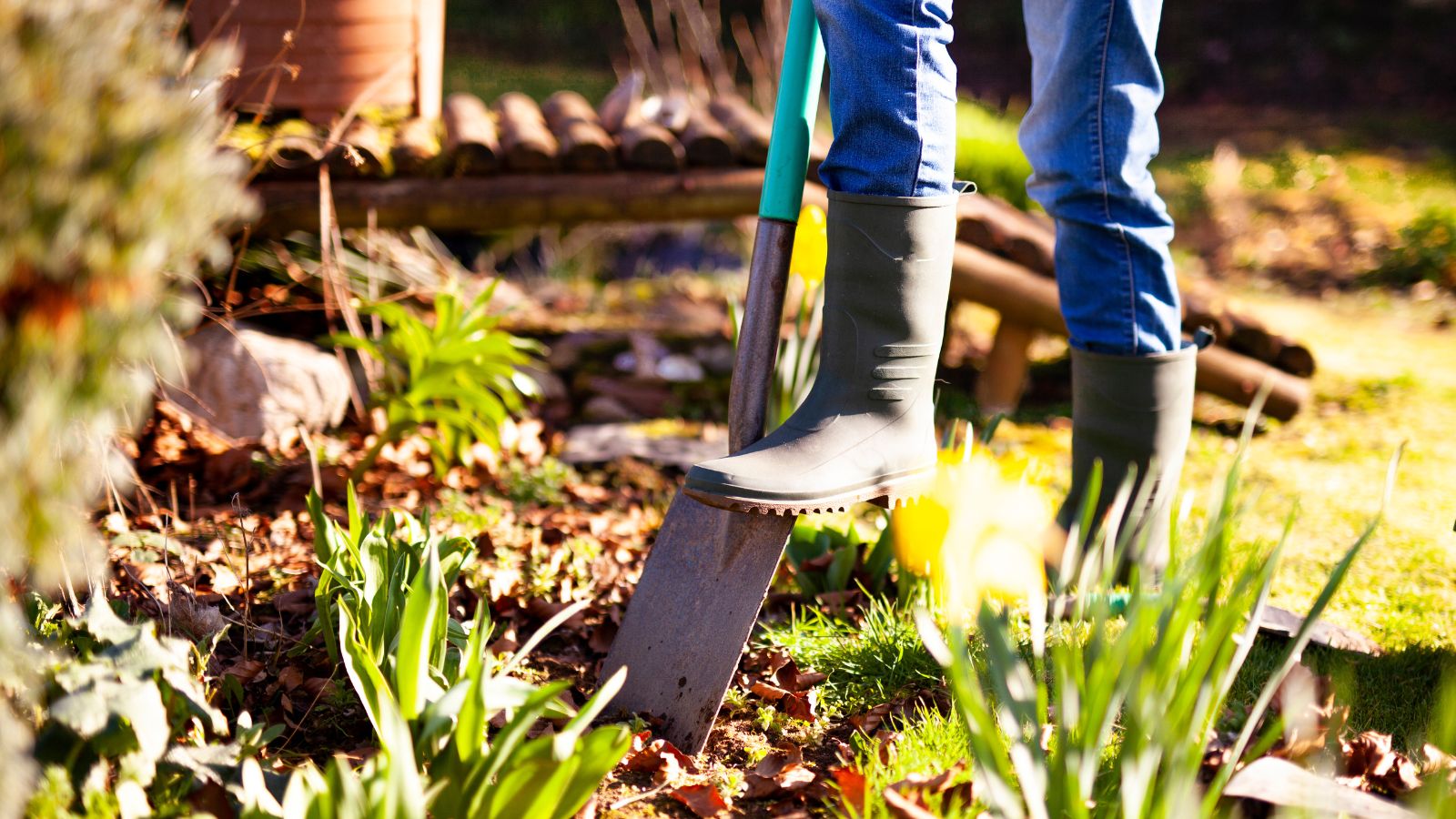 Woman digging a hole in the garden with a spade 